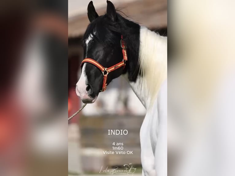 Andalusier Hengst 4 Jahre 160 cm Tobiano-alle-Farben in Cornillon-Confoux