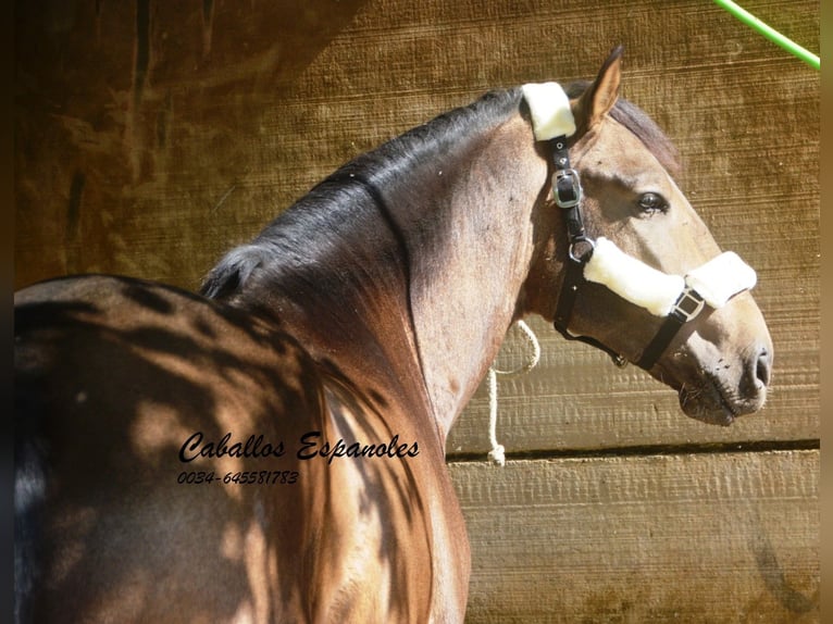 Andalusier Hengst 4 Jahre 161 cm Falbe in Vejer de la Frontera