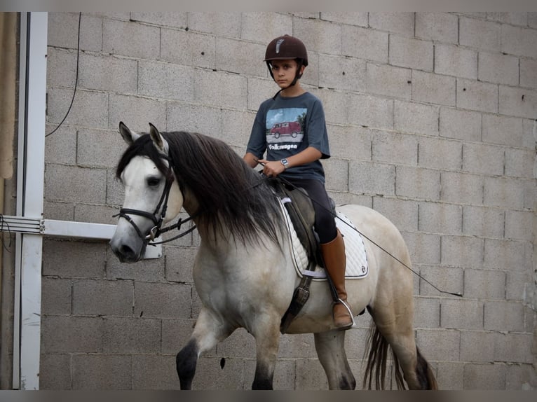 Andalusier Hengst 4 Jahre 162 cm Braunfalbschimmel in Valencia