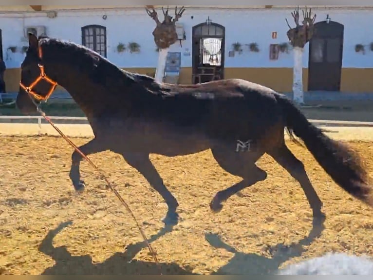 Andalusier Hengst 4 Jahre 162 cm Rappe in Sutullena