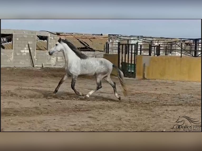 Andalusier Hengst 4 Jahre 163 cm Schimmel in Madrid