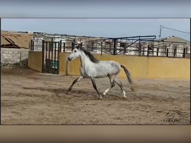 Andalusier Hengst 4 Jahre 163 cm Schimmel in Madrid