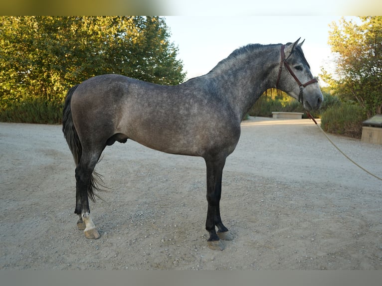 Andalusier Hengst 4 Jahre 163 cm Schimmel in Corona, CA