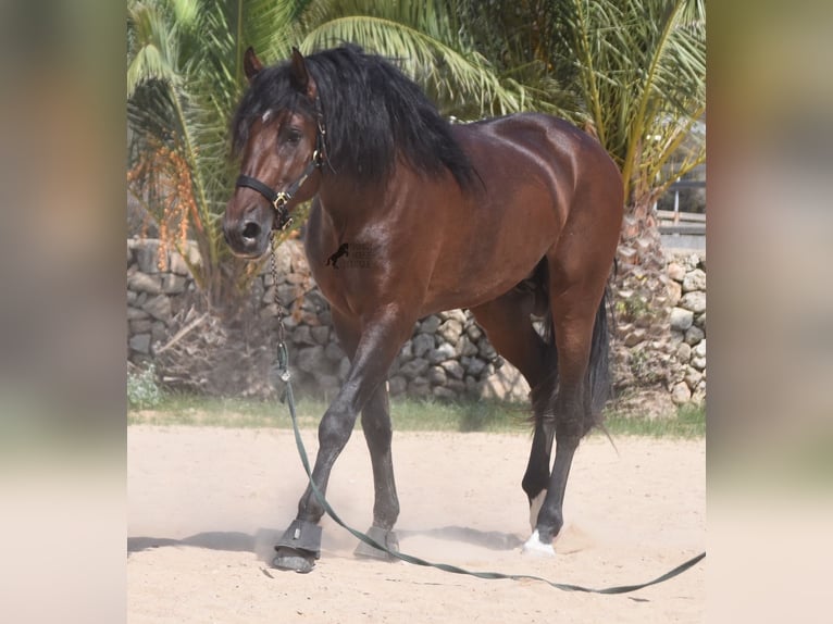 Andalusier Hengst 4 Jahre 164 cm Brauner in Menorca