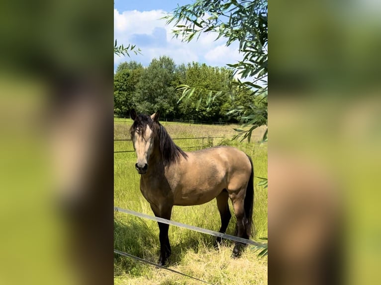 Andalusier Hengst 4 Jahre 164 cm Buckskin in Fijnaart