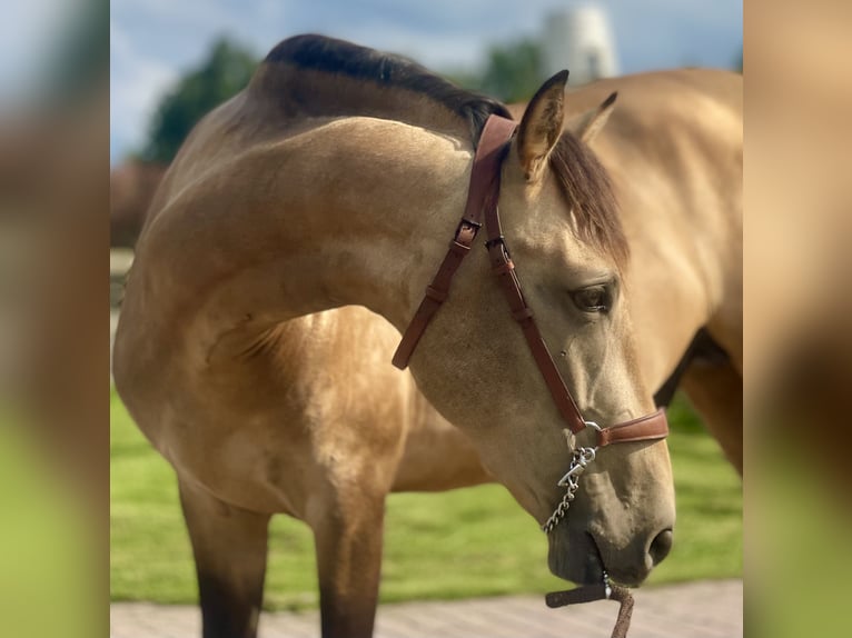 Andalusier Hengst 4 Jahre 164 cm Buckskin in Fijnaart