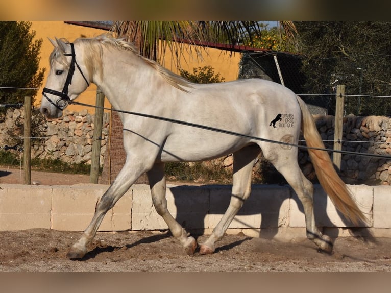 Andalusier Hengst 4 Jahre 164 cm Schimmel in Mallorca