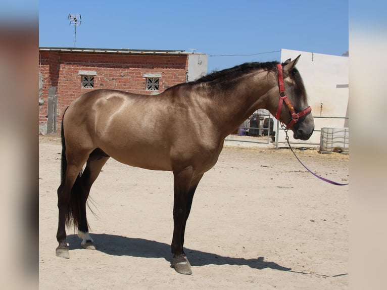 Andalusier Hengst 4 Jahre 165 cm Buckskin in Vejer de la Frontera