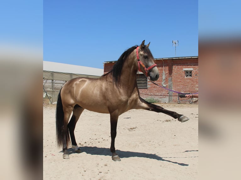 Andalusier Hengst 4 Jahre 165 cm Buckskin in Vejer de la Frontera