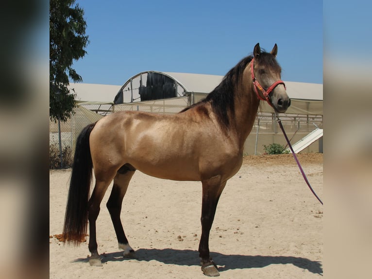 Andalusier Hengst 4 Jahre 165 cm Buckskin in Vejer de la Frontera