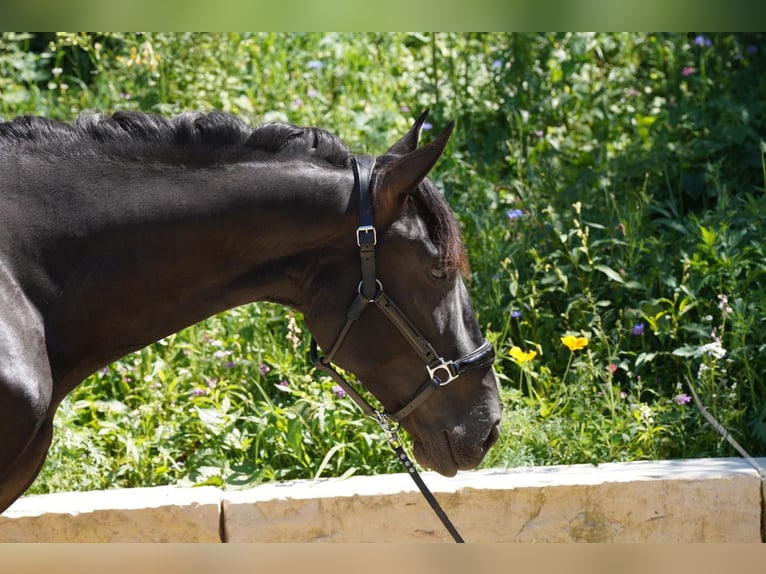 Andalusier Hengst 4 Jahre 165 cm Rappe in Krumbach
