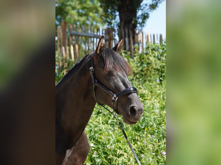 Andalusier Hengst 4 Jahre 165 cm Rappe in Krumbach