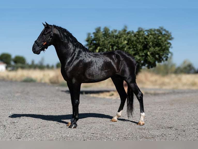 Andalusier Hengst 4 Jahre 165 cm Rappe in Mostoles