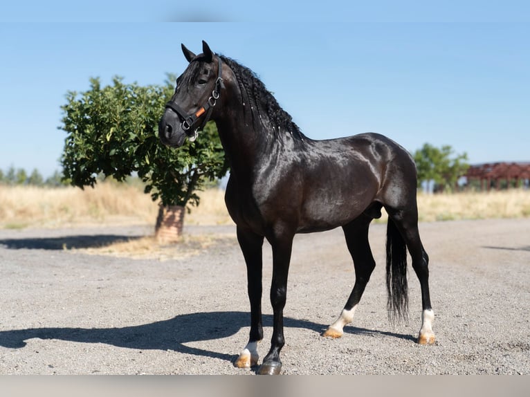 Andalusier Hengst 4 Jahre 165 cm Rappe in Mostoles