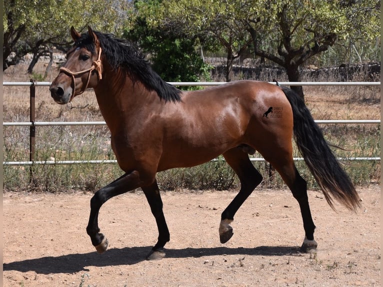 Andalusier Hengst 4 Jahre 166 cm Brauner in Mallorca