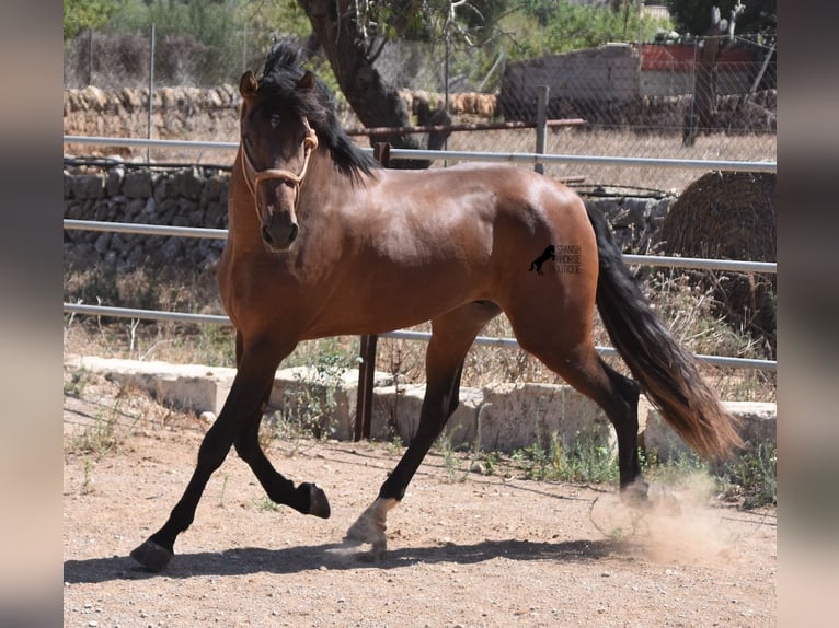 Andalusier Hengst 4 Jahre 166 cm Brauner in Mallorca