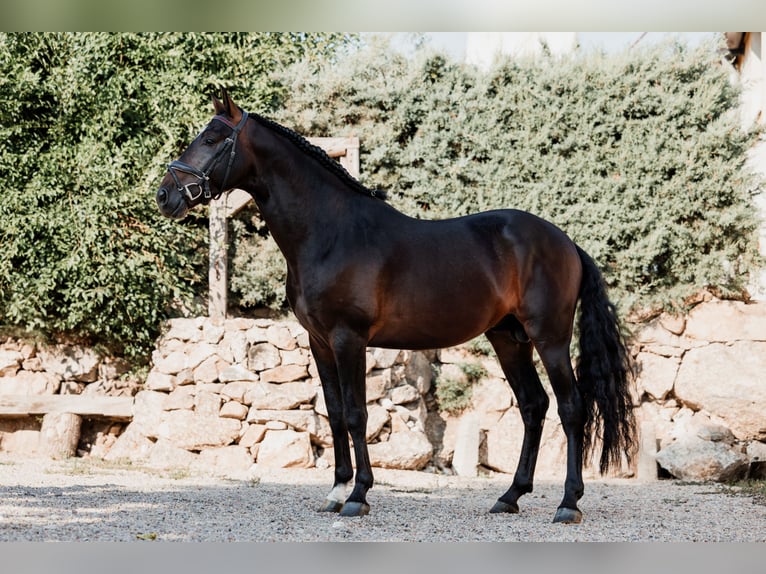 Andalusier Hengst 4 Jahre 166 cm Dunkelbrauner in EspirdoTizneros