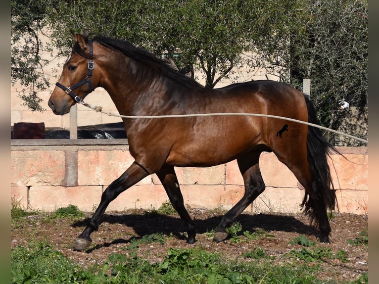 Andalusier Hengst 4 Jahre 166 cm Falbe in Mallorca