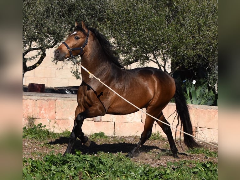 Andalusier Hengst 4 Jahre 166 cm Falbe in Mallorca