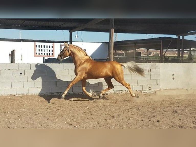 Andalusier Hengst 4 Jahre 166 cm Palomino in Piedralaves