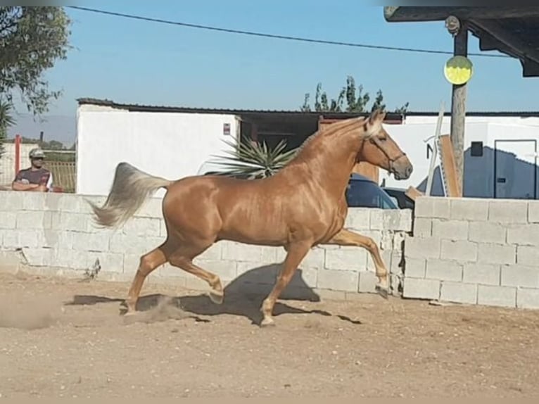 Andalusier Hengst 4 Jahre 166 cm Palomino in Piedralaves