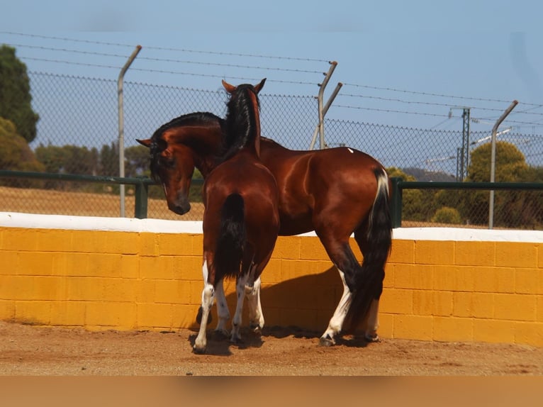 Andalusier Hengst 4 Jahre 167 cm Rotbrauner in Hamburg