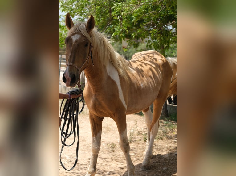 Andalusier Hengst 4 Jahre 168 cm Schecke in Hamburg