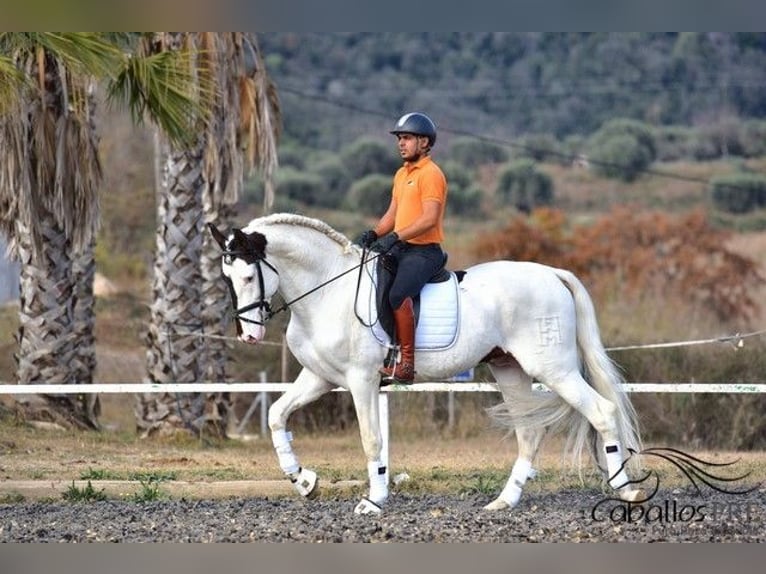 Andalusier Hengst 4 Jahre 168 cm Schecke in Barcelona