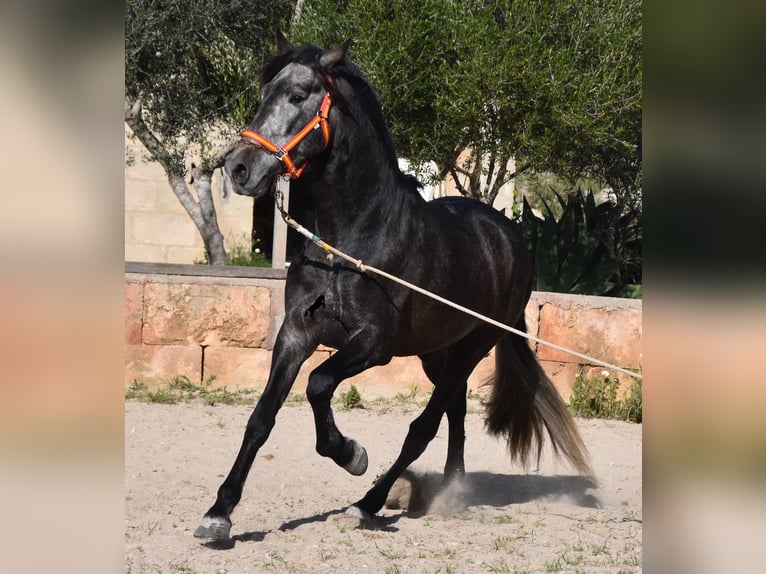 Andalusier Hengst 4 Jahre 168 cm Schimmel in Mallorca