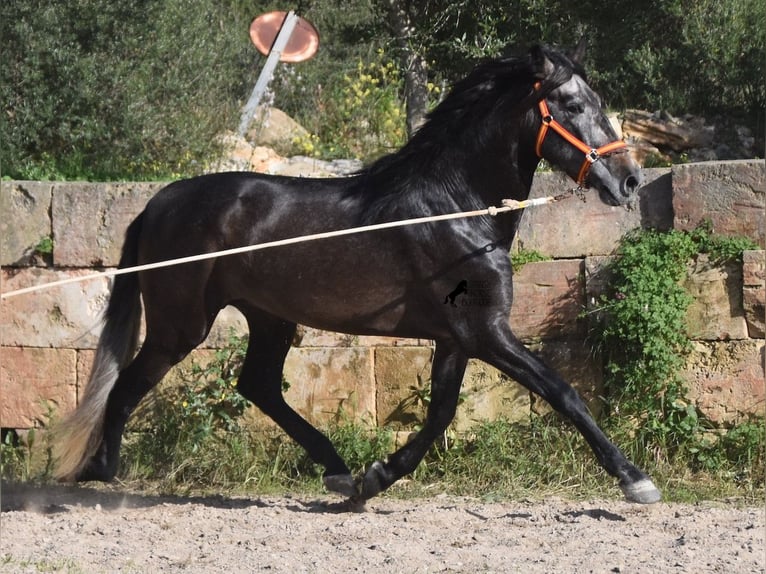 Andalusier Hengst 4 Jahre 168 cm Schimmel in Mallorca