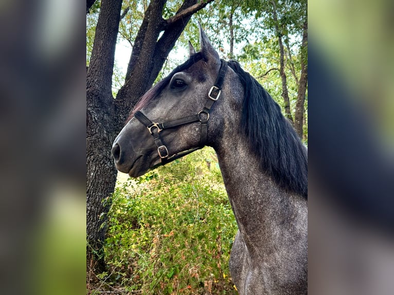 Andalusier Hengst 4 Jahre 169 cm Apfelschimmel in El Escorial