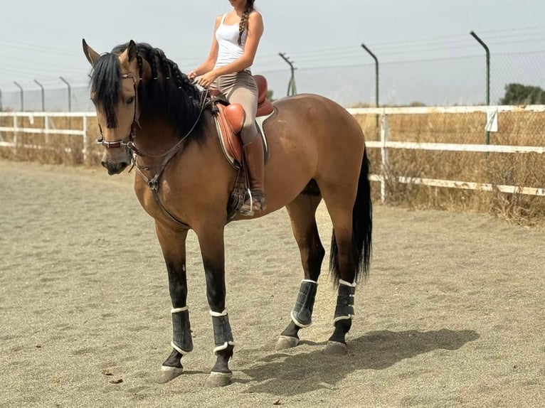 Andalusier Hengst 4 Jahre 172 cm Falbe in Mostoles