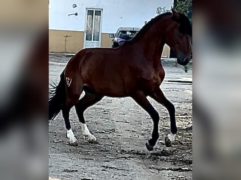 Andalusier Hengst 4 Jahre Rotbrauner in Extramadura