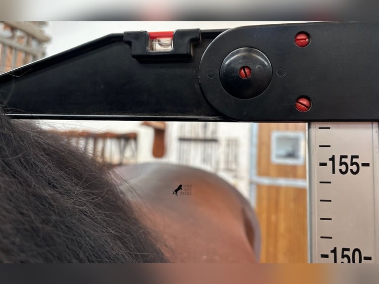 Andalusiër Hengst 5 Jaar 157 cm Bruin in Menorca