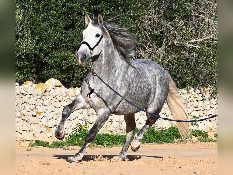 Andalusiër Hengst 5 Jaar 157 cm Schimmel in Menorca