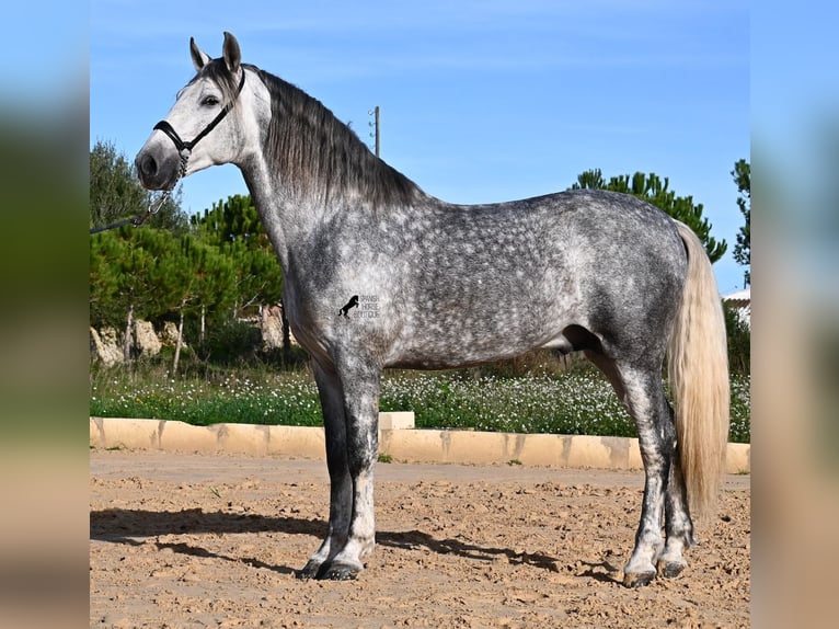 Andalusiër Hengst 5 Jaar 157 cm Schimmel in Menorca