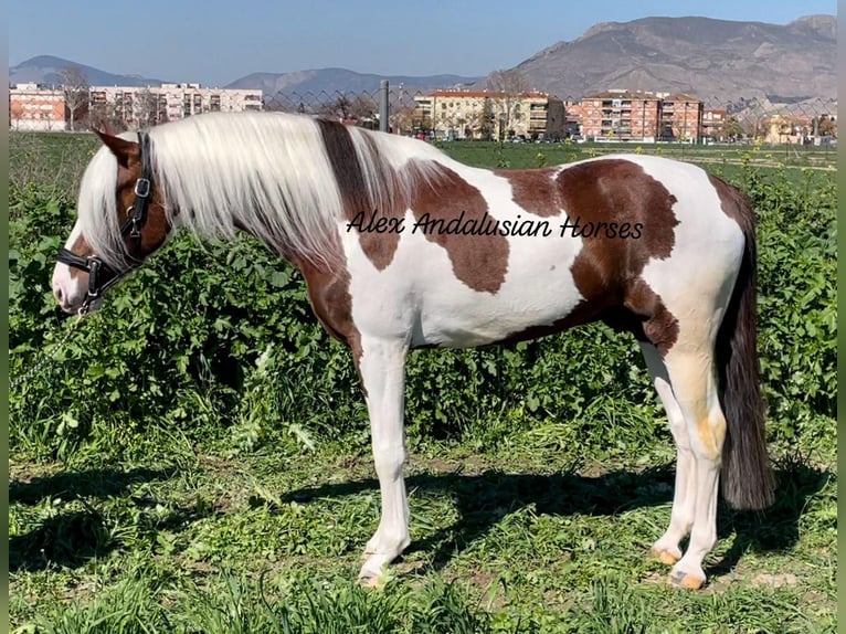 Andalusiër Mix Hengst 5 Jaar 158 cm Gevlekt-paard in Sevilla