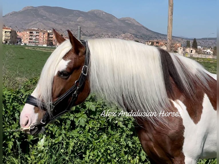 Andalusiër Mix Hengst 5 Jaar 158 cm Gevlekt-paard in Sevilla