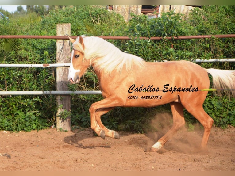 Andalusiër Hengst 5 Jaar 158 cm Palomino in Vejer de la Frontera