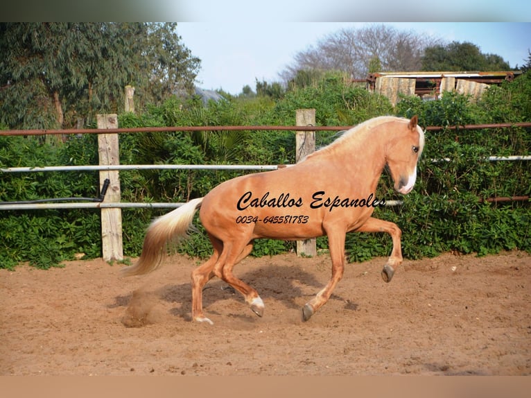 Andalusiër Hengst 5 Jaar 158 cm Palomino in Vejer de la Frontera