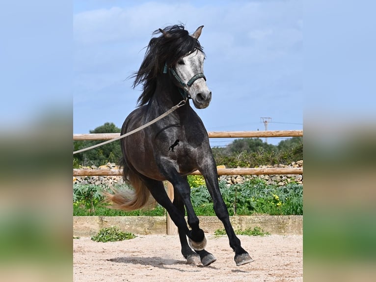 Andalusiër Hengst 5 Jaar 158 cm Schimmel in Menorca