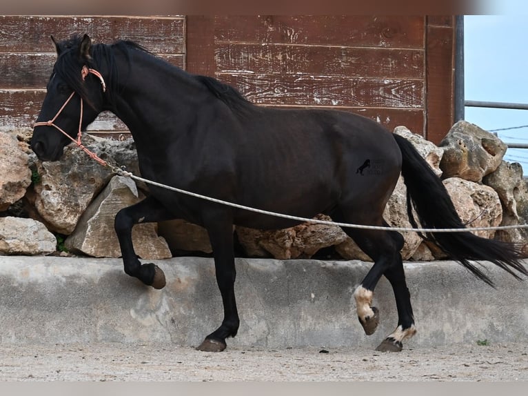 Andalusiër Hengst 5 Jaar 159 cm Zwart in Mallorca