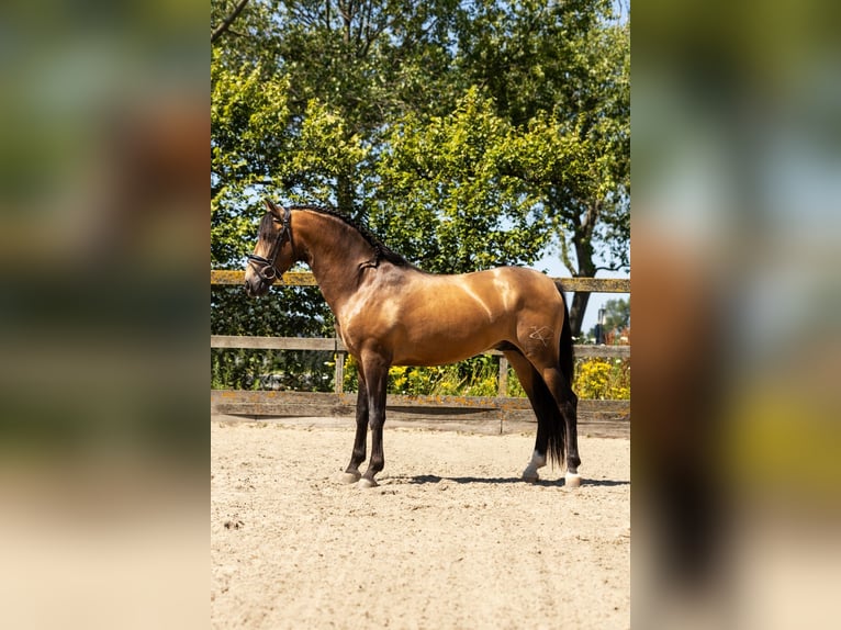 Andalusiër Mix Hengst 5 Jaar 160 cm Falbe in Sm