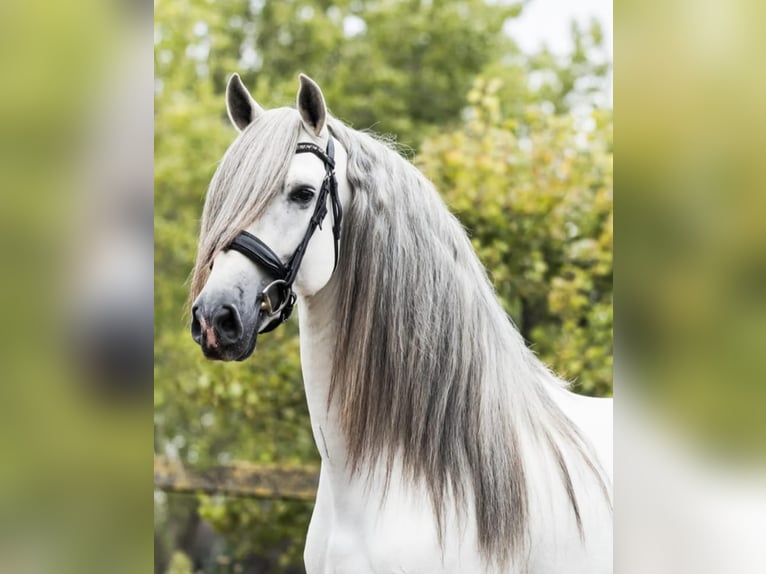 Andalusiër Hengst 5 Jaar 162 cm Schimmel in Sm