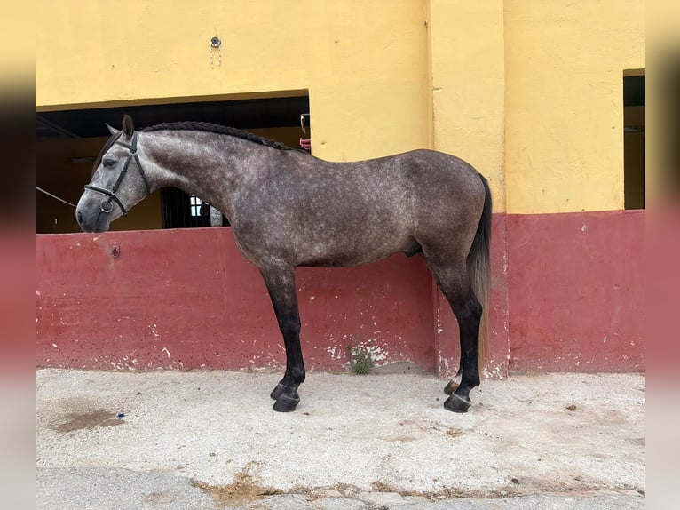 Andalusiër Hengst 5 Jaar 162 cm Schimmel in Terrassa