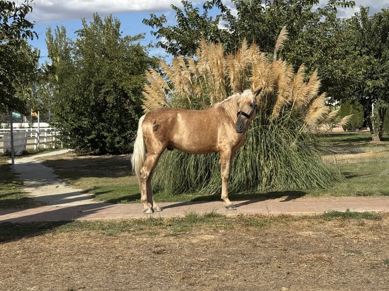 Andalusiër Hengst 5 Jaar 163 cm Palomino in Valderrubio