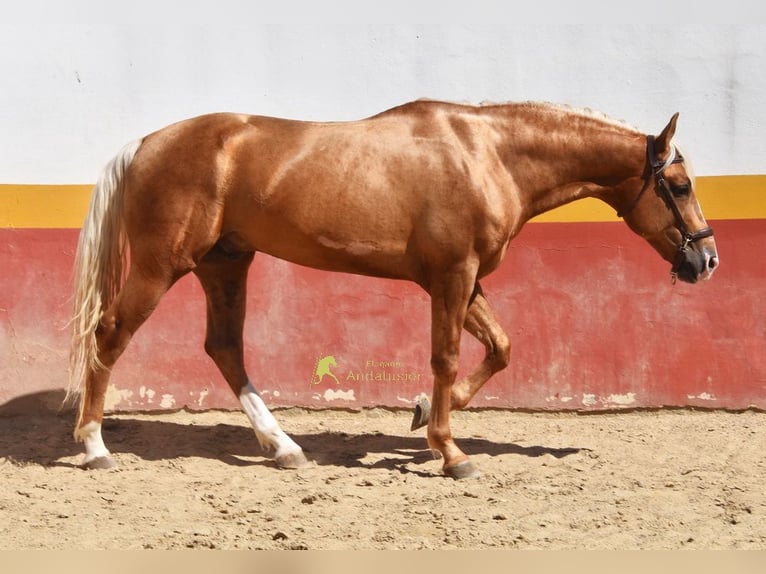 Andalusiër Hengst 5 Jaar 163 cm Palomino in Provinz Cordoba