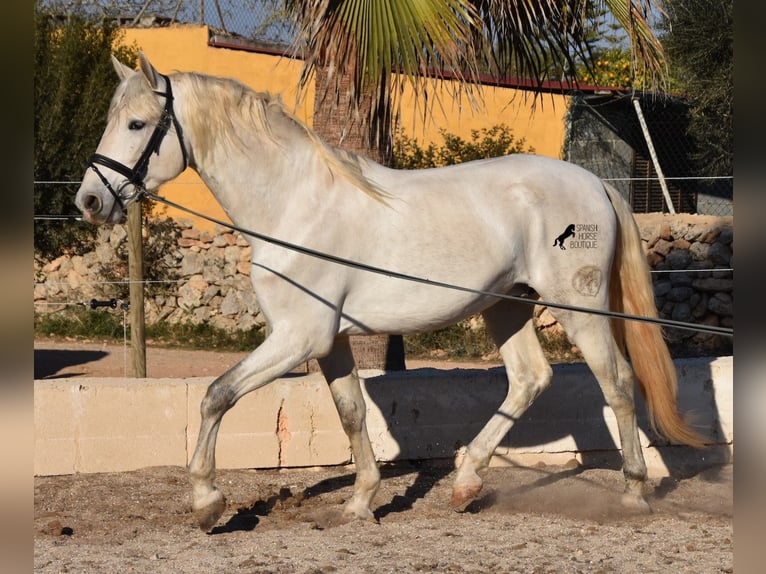 Andalusiër Hengst 5 Jaar 164 cm Schimmel in Mallorca