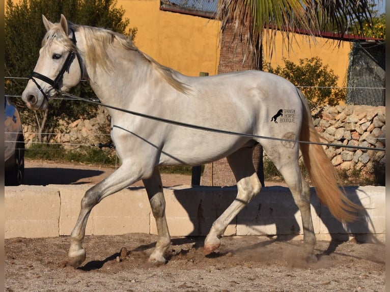 Andalusiër Hengst 5 Jaar 164 cm Schimmel in Mallorca