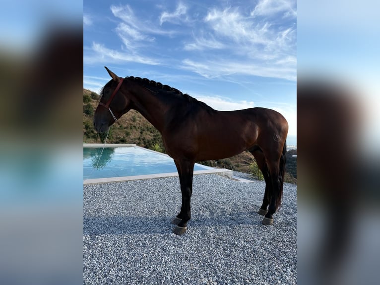 Andalusiër Hengst 5 Jaar 165 cm Bruin in Ermelo